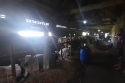 Bantul Datangkan Sapi dari Luar, Stok Kurban Lokal Terbatas