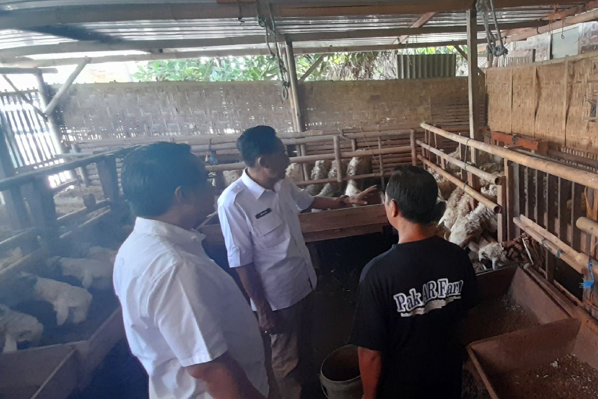 Jelang Iduladha, TPID Klaim Stok Hewan Kurban di Bantul Aman