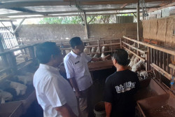 Jelang Iduladha, TPID Klaim Stok Hewan Kurban di Bantul Aman