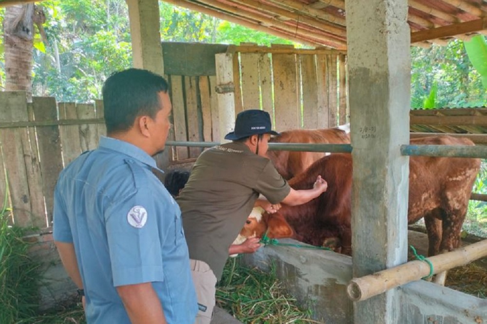 53 Ternak Mati di Gunungkidul, Pemkab Gencar Perangi Praktik Brandu
