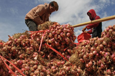 Petani Bantul Nikmati Harga Bawang Merah Tinggi, Tembus Rp34.000