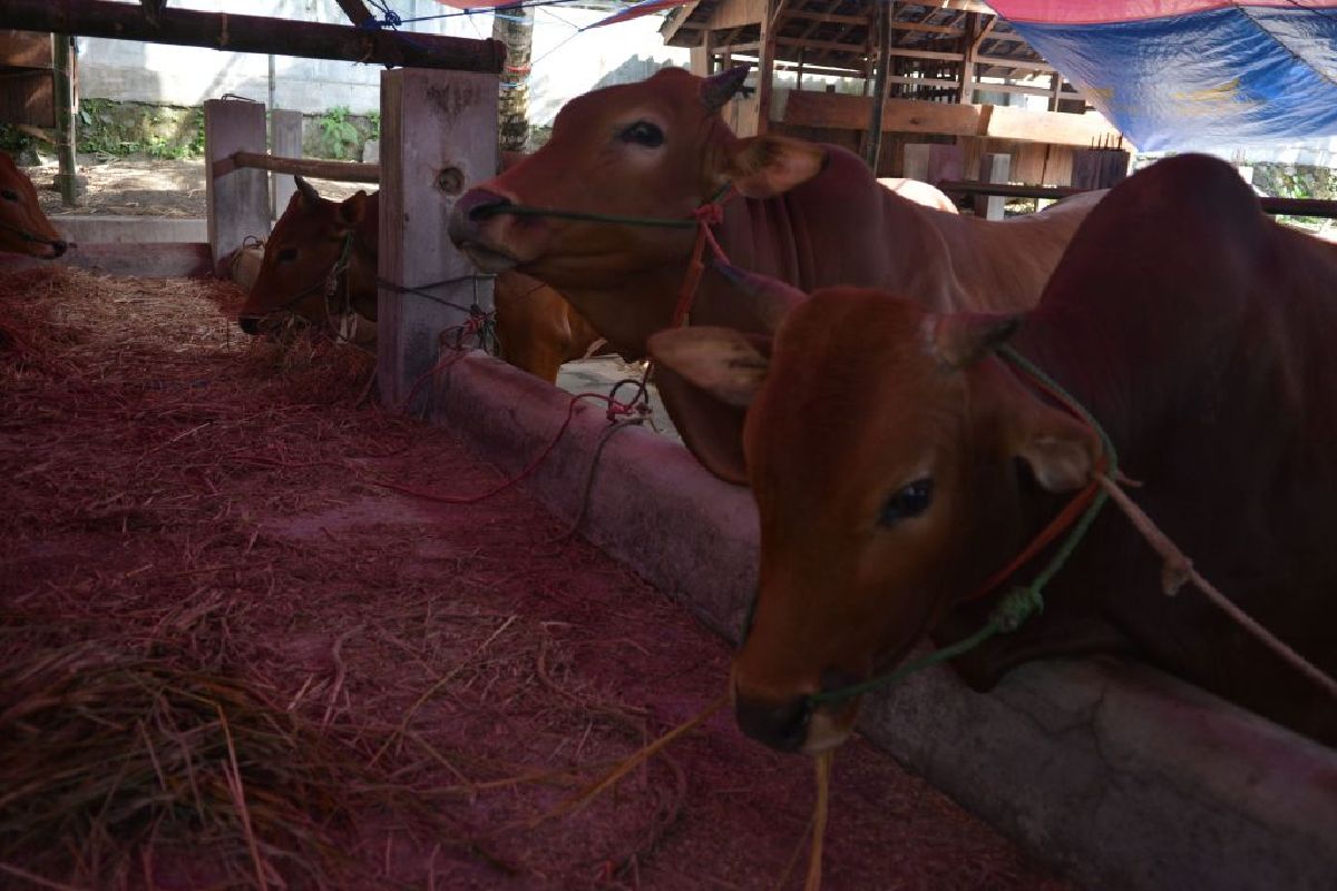 Jelang Iduladha, Stok Sapi Jogja Aman, Harga Rp25 Juta