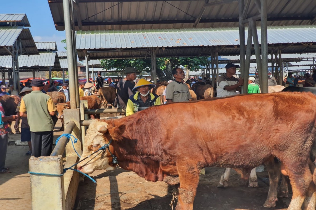 Gunungkidul Siap Pasok Kebutuhan Hewan Kurban DIY dan Sekitarnya