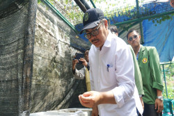 Wali Kota Hasto Dorong Pohon Gambir Hidup Lagi di Kampung Gambiran