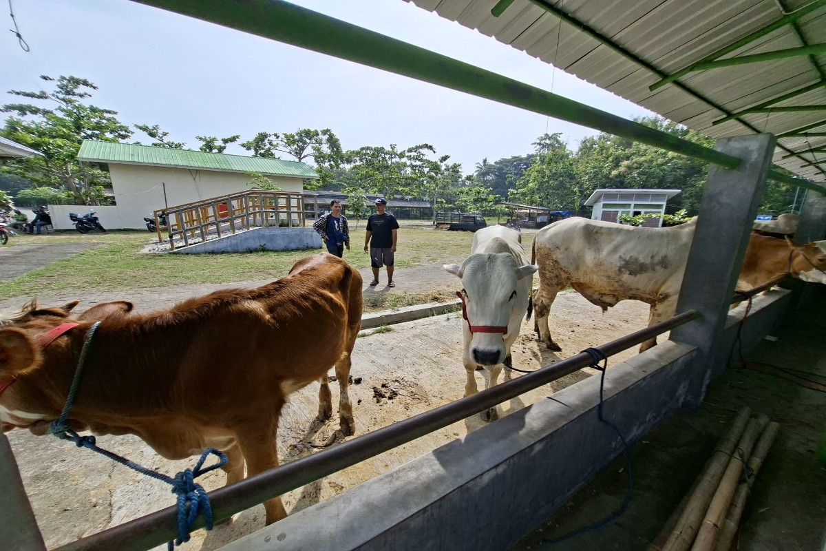 Kulonprogo Perketat Pengawasan Hewan Kurban Jelang Iduladha