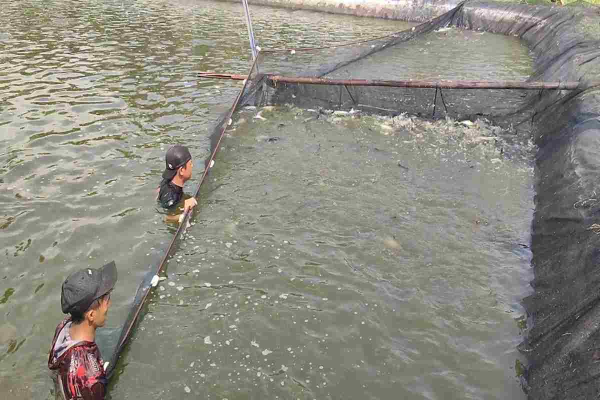 Permintaan MBG Naik, Budidaya Patin Bantul Ikut Panen Cuan