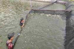Permintaan MBG Naik, Budidaya Patin Bantul Ikut Panen Cuan