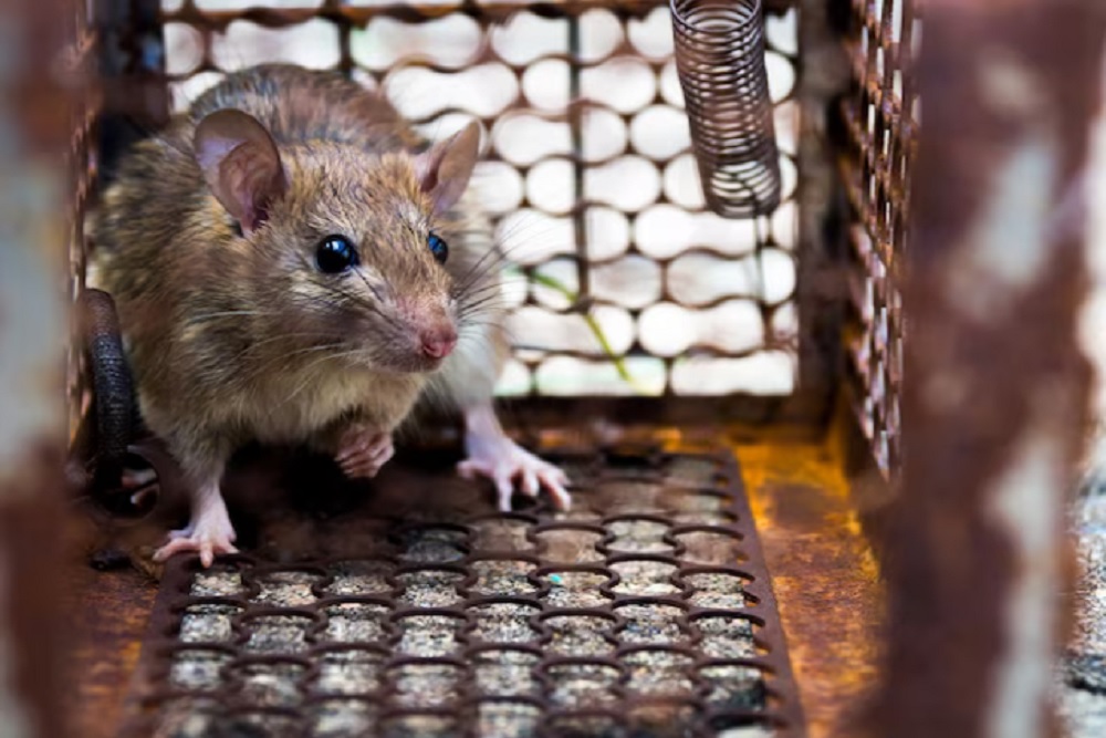 5 Penyakit Mematikan dari Tikus yang Wajib Diwaspadai