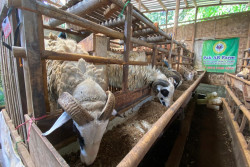 Pemkot Jogja Awasi 570 Titik Pemotongan Hewan Kurban