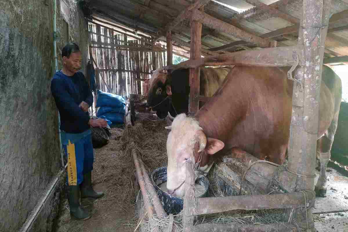 Sapi 1 Ton Asal Gunungkidul Dibeli Presiden Prabowo untuk Kurban