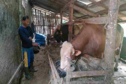 Sapi 1 Ton Asal Gunungkidul Dibeli Presiden Prabowo untuk Kurban