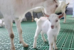 China Sukses Kloning Kambing Super, Produksi Susu Bakal Meledak