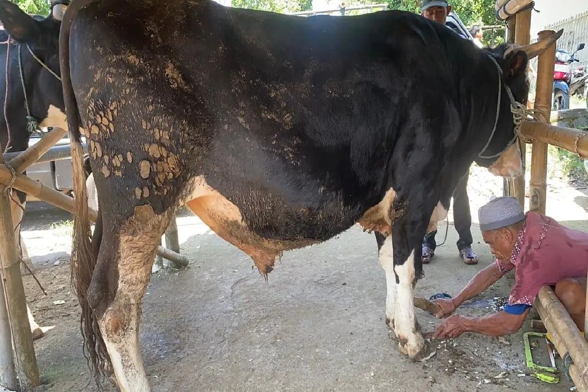Kisah Darmo, Tukang Salon Sapi yang Bertahan Puluhan Tahun
