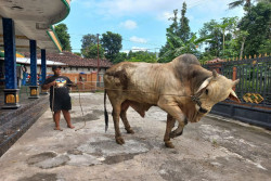 Bima Seta dari Jogonalan Terpilih Jadi Sapi Kurban Presiden Prabowo
