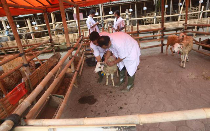Perketat Pengawasan Hewan Kurban, Gunungkidul Kerahkan 120 Petugas