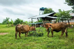 Sapi Jumbo 1,2 Ton Asal Boyolali Dibeli Presiden Prabowo untuk Kurban