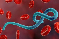 Waspada, WHO Tetapkan Ebola Kongo-Uganda Darurat Kesehatan Global