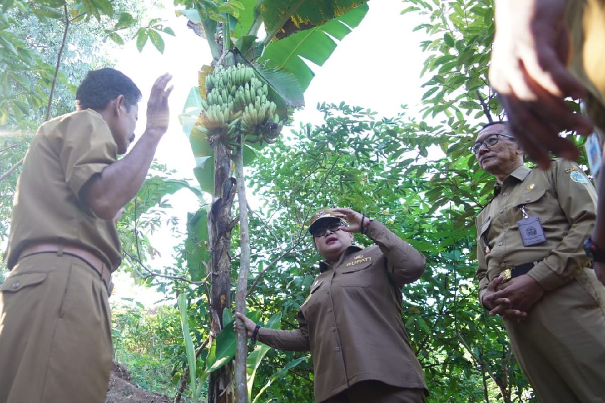 Heboh Pisang Bertandan Ganda di Gunungkidul, Bisa Jadi Varietas Unggul