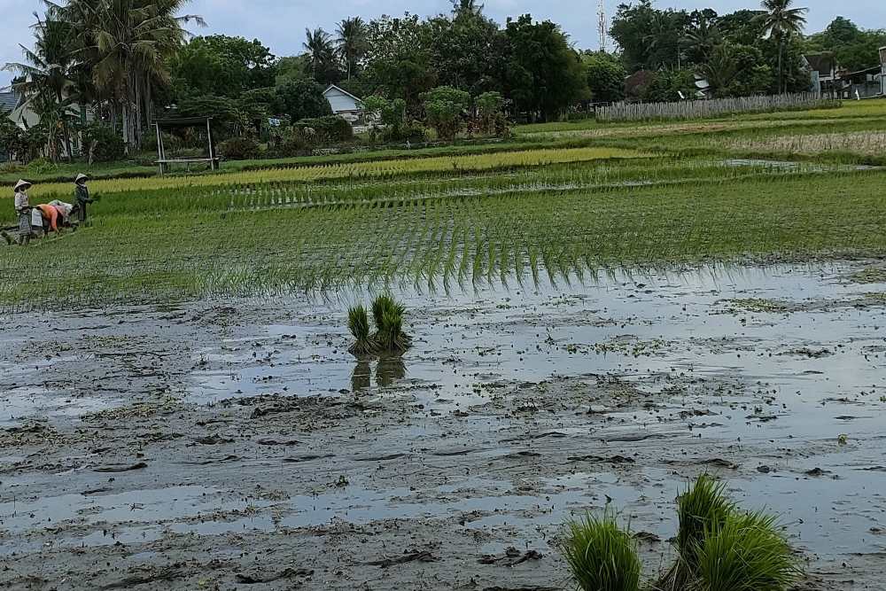 Nilai Tukar Petani DIY Turun, Biaya Produksi Kian Menekan