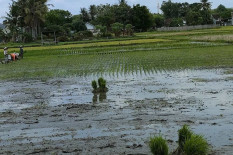 Nilai Tukar Petani DIY Turun, Biaya Produksi Kian Menekan