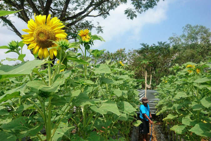Sultan Ingin Eks Parkir ABA Disulap Jadi Taman Bunga Cantik