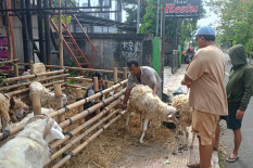 Jelang Iduladha 2026, 1.718 Hewan Kurban di Jogja Dipastikan Sehat