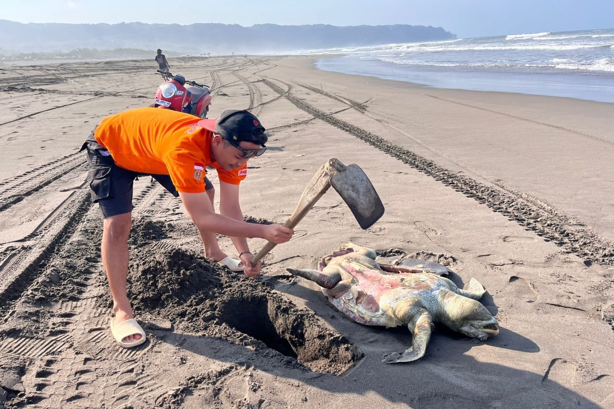 Penyu Mati Terdampar di Pantai Parangkusumo Bantul