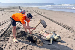 Penyu Mati Terdampar di Pantai Parangkusumo Bantul