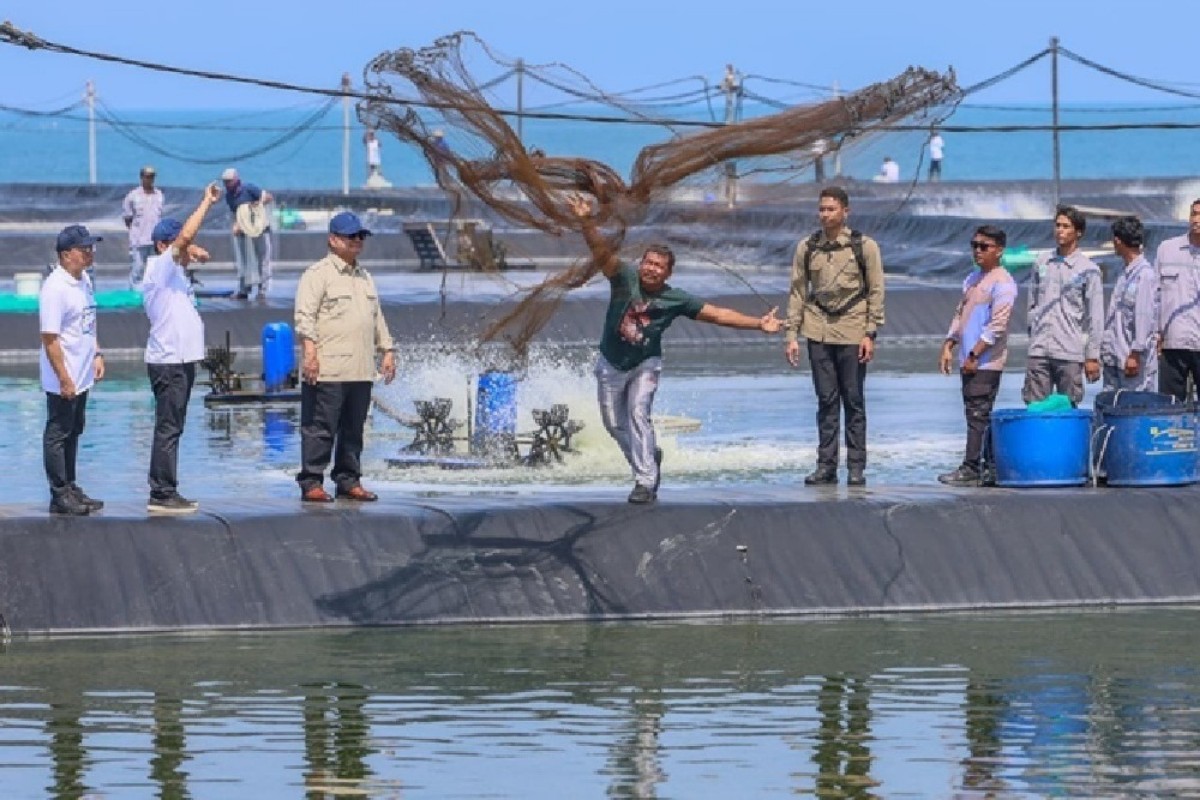 Prabowo Panen Raya Udang di Kebumen, Serap 650 Pekerja