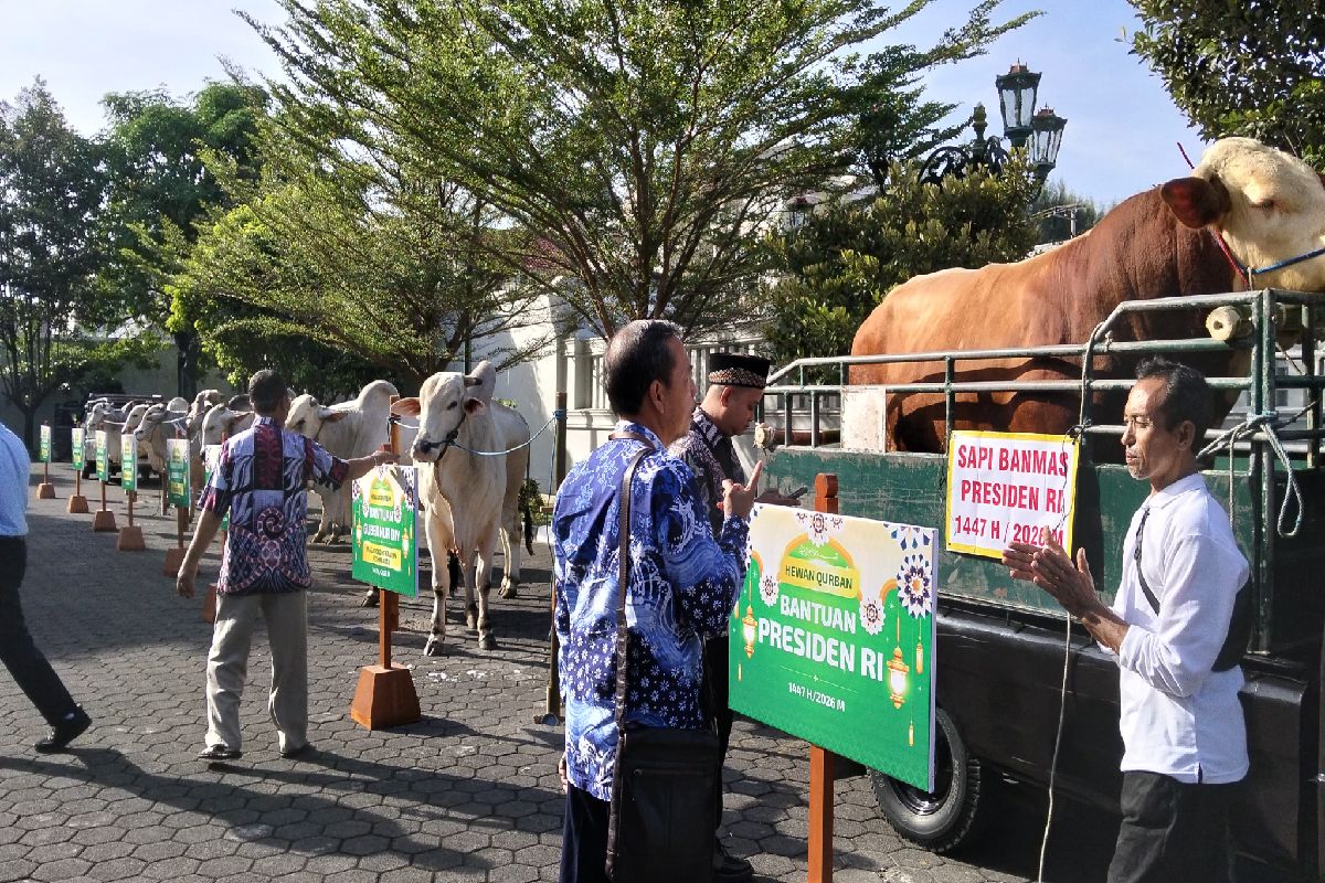 Iduladha 2026, Pemda DIY Salurkan 17 Sapi Kurban untuk Masyarakat