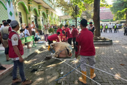 Sapi Kurban Presiden di Klaten Hampir 1 Ton, Disembelih Kilat