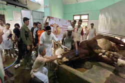Sapi Kurban 1 Ton dari Presiden Dibagikan ke Warga Bantaran Code Jogja