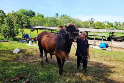 Istana Jelaskan Anggaran Sapi Kurban Prabowo untuk Masyarakat