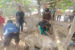 Gunungkidul Pastikan Daging Kurban Aman, Temuan Cacing Hati Minim