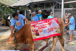 Kokola Group bersama Mamah Dedeh Salurkan Kurban Sapi Limosin