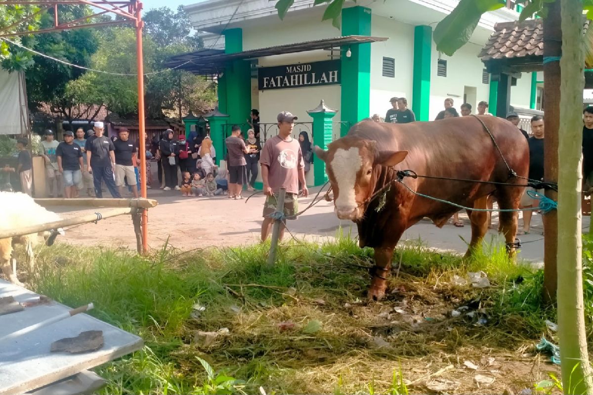 Heboh Sapi Jumbo 1,1 Ton di Dekat Rumah Amien Rais, Ini Faktanya
