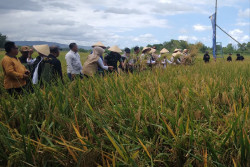 Varietas Padi Bridantara 8 di Bantul Capai 11,3 Ton GPK Per Hektare