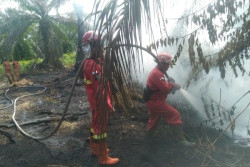 Riau Darurat Karhutla, 15.031 Hektare Lahan Hangus
