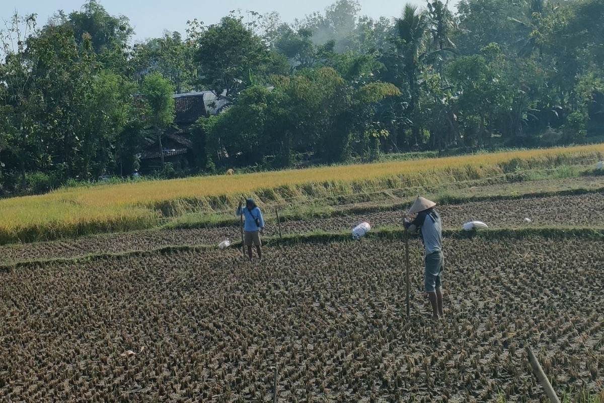 Kedelai Tak Lagi Prioritas, Petani Gunungkidul Tanam Bermodal Sendiri