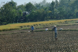 Kedelai Tak Lagi Prioritas, Petani Gunungkidul Tanam Bermodal Sendiri