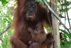 Kabar Baik dari Aceh, Bayi Orangutan Lahir di Alam Liar
