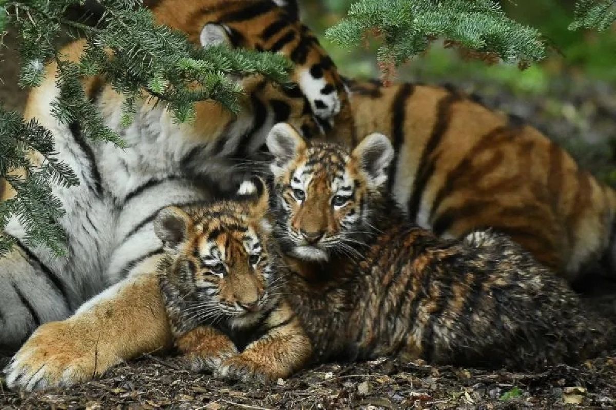 Harimau Tertua di Jepang Mati, Kai Tutup Usia 20 Tahun