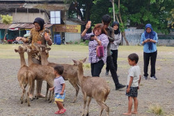 Viral Rusa Makan Sampah di Taman Sriwedari, Pemkot Siapkan Penataan