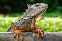 Heboh! Biawak Masuk Kamar Jenazah RSUD Wates
