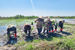 Setelah 17 Tahun, Sawah Rob Pekalongan Mulai Ditanami