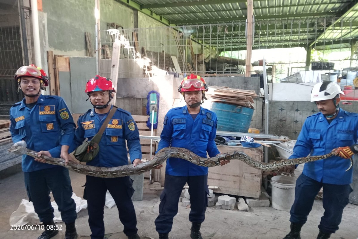 BPBD Bantul Evakuasi Ular Sanca 3 Meter di Banguntapan