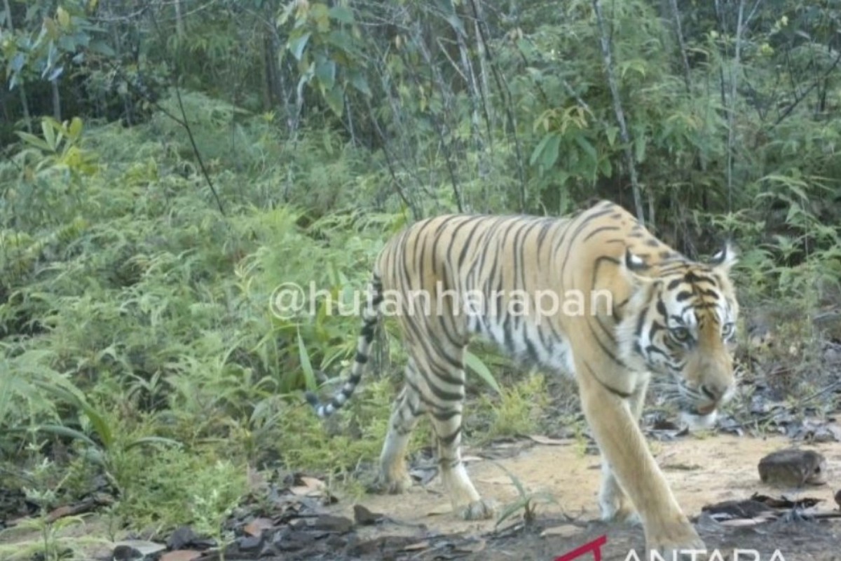 Harimau Sumatra Terekam di Hutan Harapan, Populasi Masih Diteliti