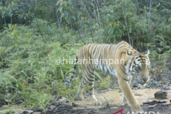 Harimau Sumatra Terekam di Hutan Harapan, Populasi Masih Diteliti