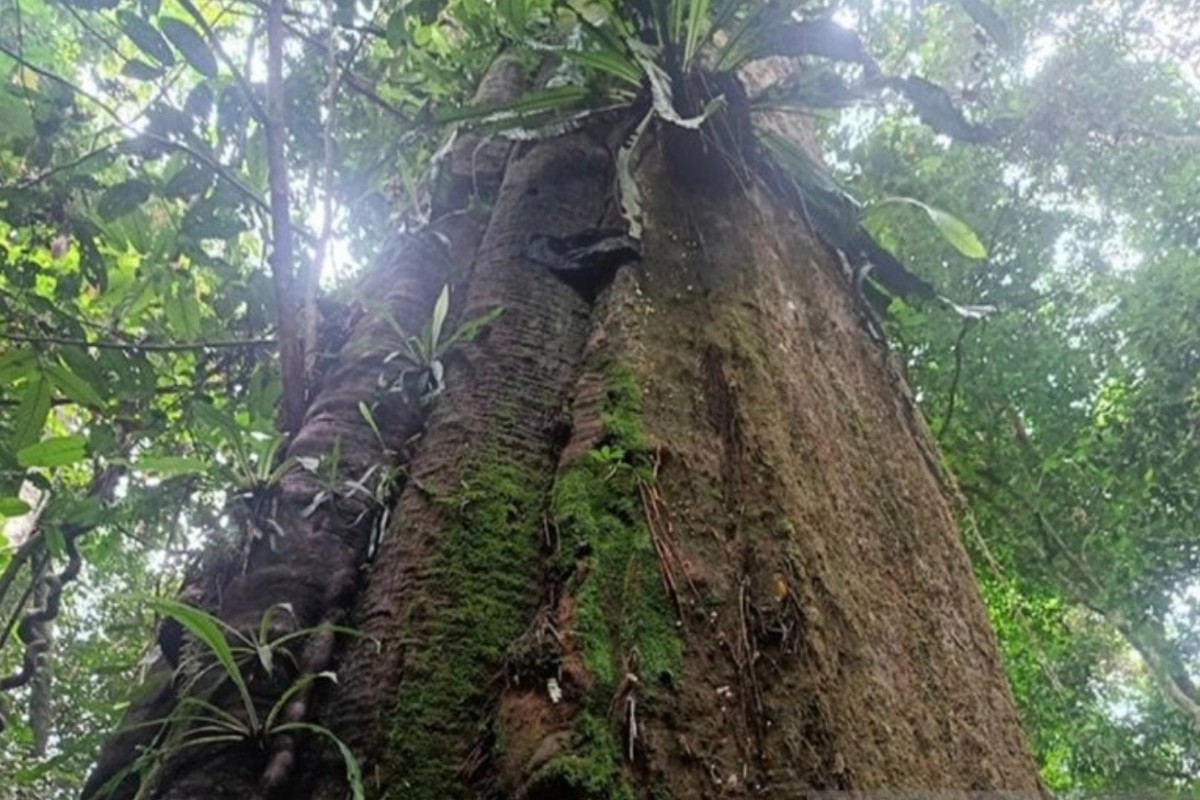 TN Kutai Prioritaskan Perlindungan 6 Flora Langka Khas Kalimantan