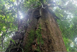 TN Kutai Prioritaskan Perlindungan 6 Flora Langka Khas Kalimantan